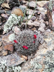 Mammillaria gilensis