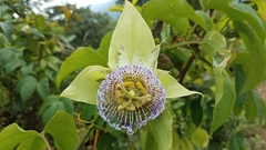 Passiflora platyloba