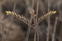 Dudleya cultrata