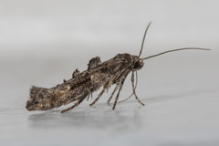 Epermenia albapunctella