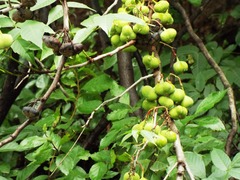 Ungnadia speciosa