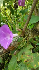Ipomoea silvicola
