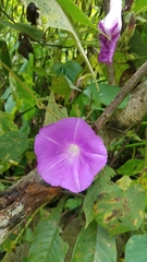 Ipomoea silvicola