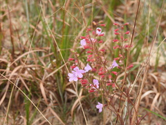 Dicerandra linearifolia