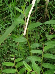 Lobelia concolor
