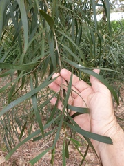 Acacia maidenii