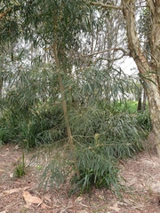 Acacia maidenii