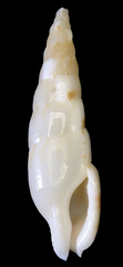 Colubraria nitidula image
