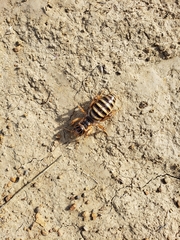 Ammopelmatus pictus