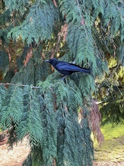 Corvus brachyrhynchos