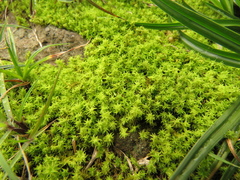 Leptodontium