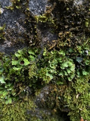 Solorina saccata