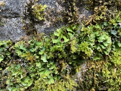 Solorina saccata