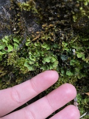 Solorina saccata