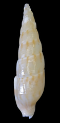 Colubraria nitidula