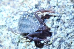 Pseudogarypus