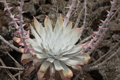 Dudleya anthonyi