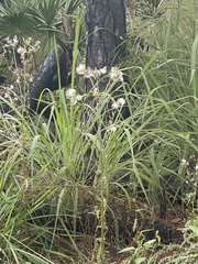 Erechtites hieraciifolius image