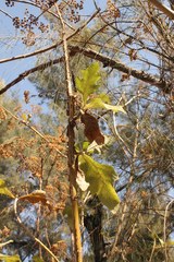 Verbesina greenmanii