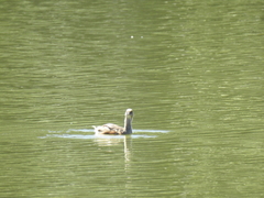 Tachybaptus dominicus