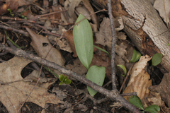 Erythronium americanum