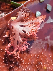 Callophyllis flabellulata