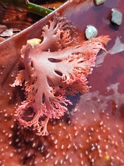 Callophyllis flabellulata