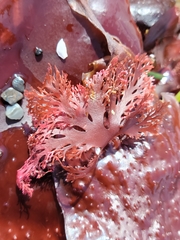 Callophyllis flabellulata