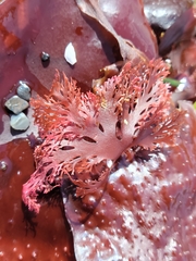 Callophyllis flabellulata