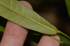 Carronia multisepalea