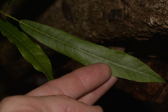 Carronia multisepalea