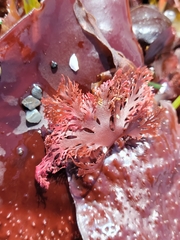 Callophyllis flabellulata