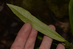 Carronia multisepalea