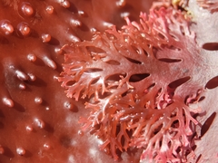 Callophyllis flabellulata