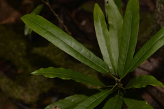 Carronia multisepalea