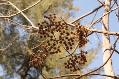 Verbesina greenmanii