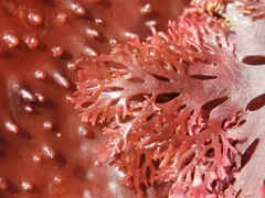 Callophyllis flabellulata