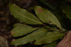 Cryptocarya glaucescens