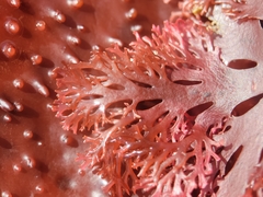 Callophyllis flabellulata