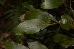 Cryptocarya glaucescens