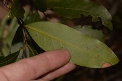 Cryptocarya glaucescens