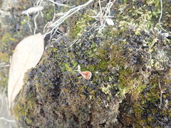 Leptogium crispatellum