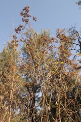 Verbesina greenmanii