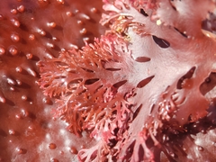 Callophyllis flabellulata