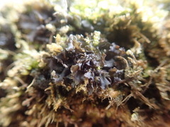 Leptogium crispatellum