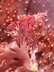 Callophyllis flabellulata