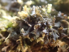 Leptogium crispatellum