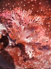 Callophyllis flabellulata