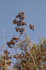 Verbesina greenmanii