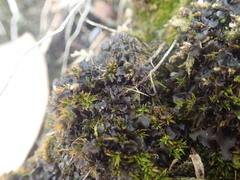 Leptogium crispatellum